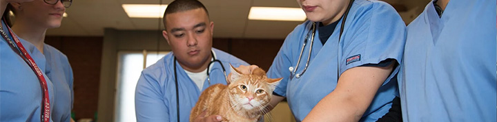Silicon Valley Career Technical Education (SVCTE) -Vet Science